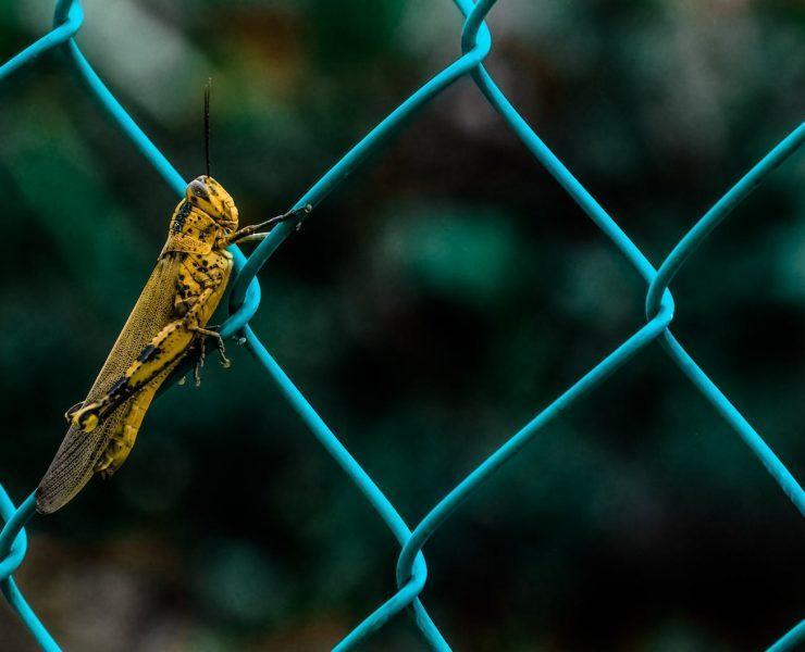 yellow cricket on chain link fence