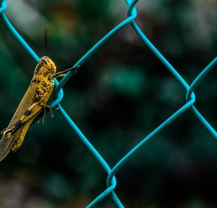 yellow cricket on chain link fence