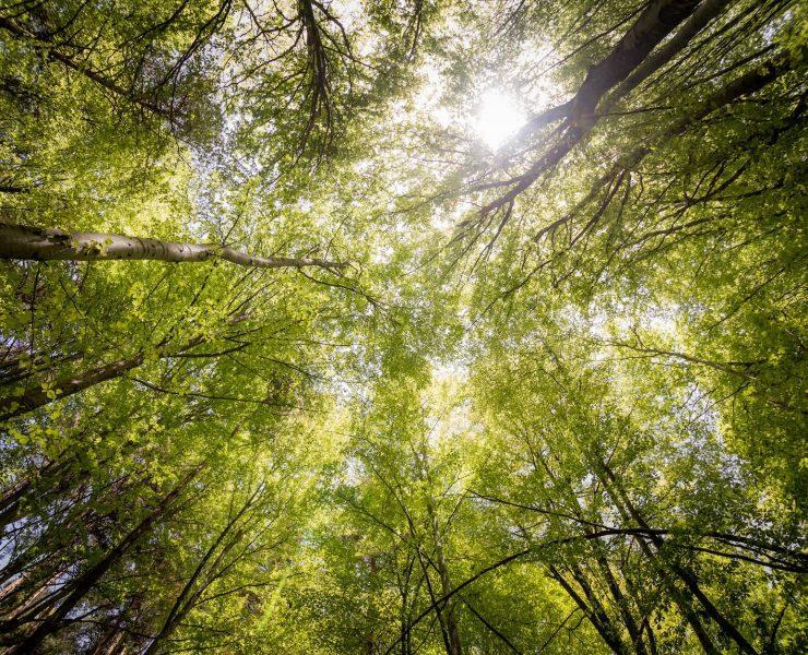 worm s view photography of trees