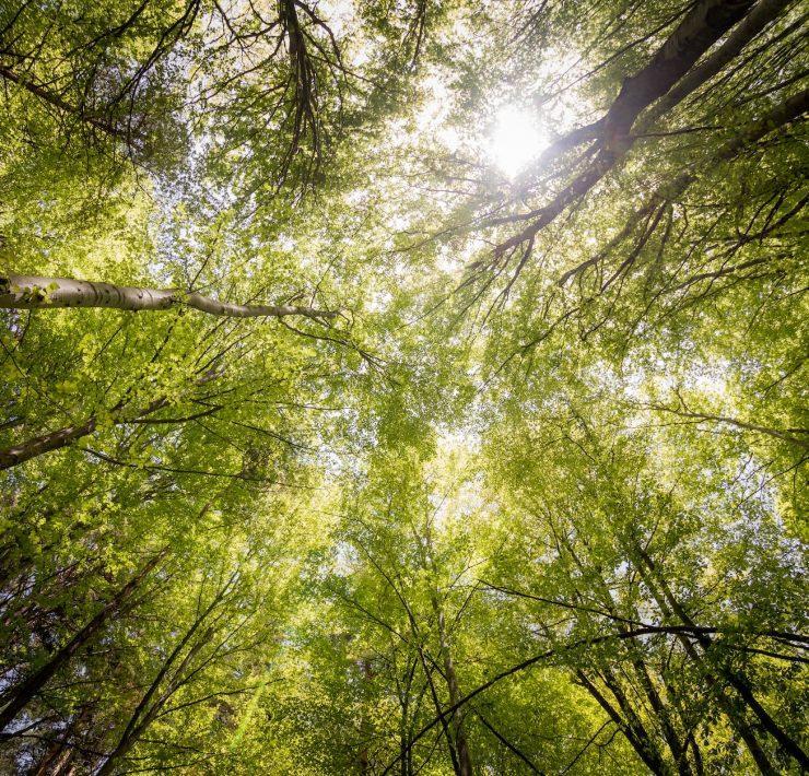 worm s view photography of trees