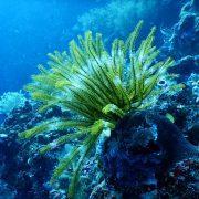 green coral reef under water