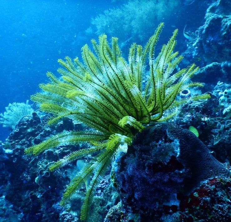 green coral reef under water