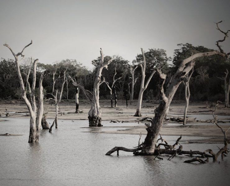 gray scale photo of trees