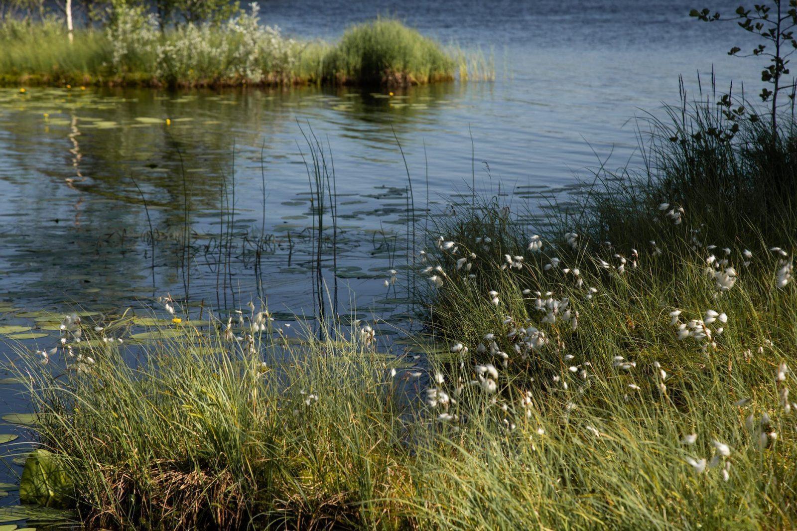 green grass on body of water