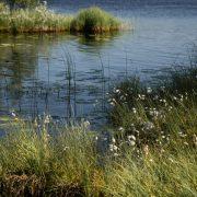 green grass on body of water