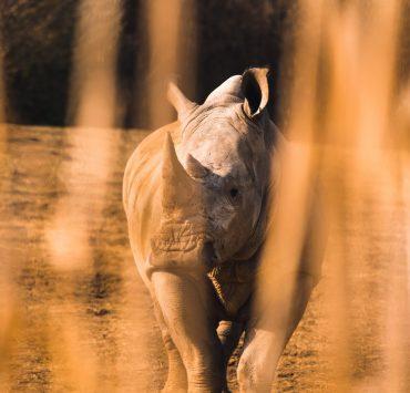 shallow focus of rhinocerus