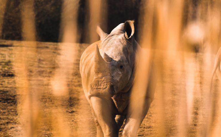 shallow focus of rhinocerus