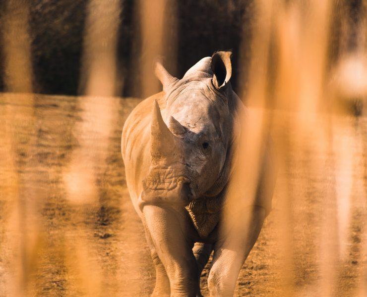 shallow focus of rhinocerus