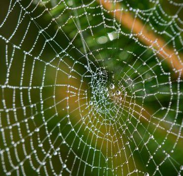water droplets on spider web in close up photography