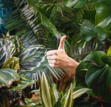 person showing thumb