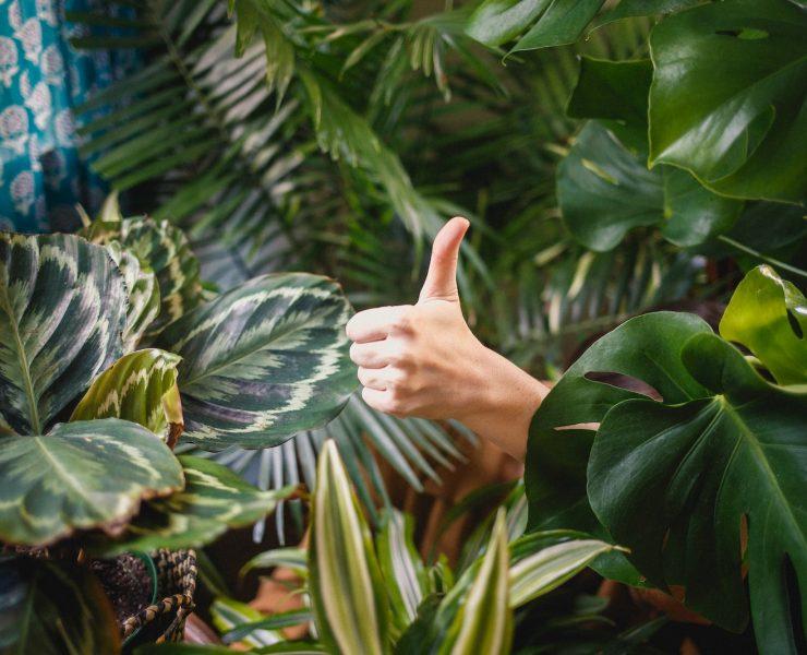 person showing thumb