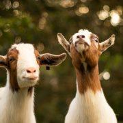 brown and white goats