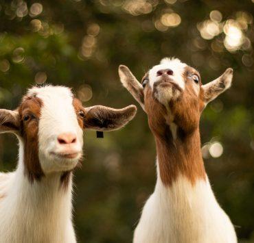 brown and white goats