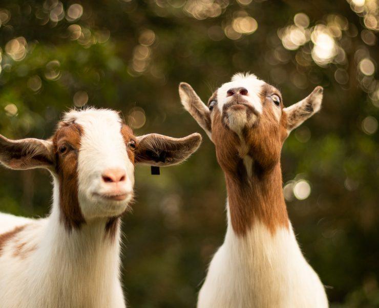 brown and white goats