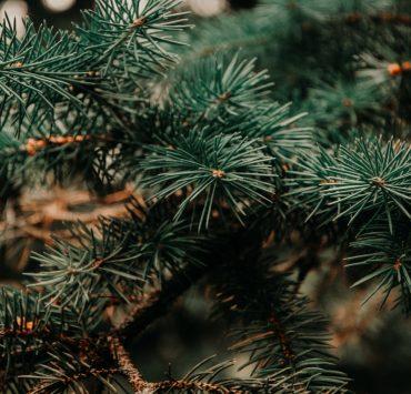 green Christmas tree