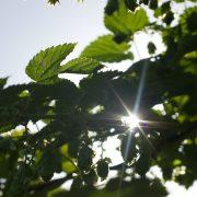green leaves under blue sky during daytime