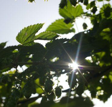 green leaves under blue sky during daytime