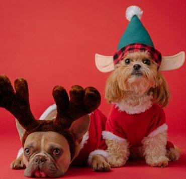 white and brown dog wearing santa hat