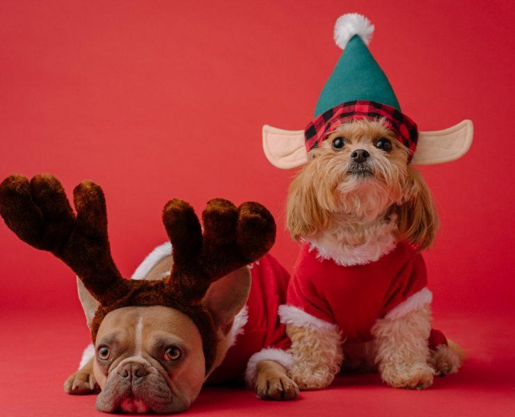white and brown dog wearing santa hat