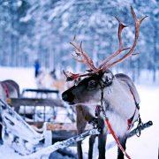 reindeer pulling sled