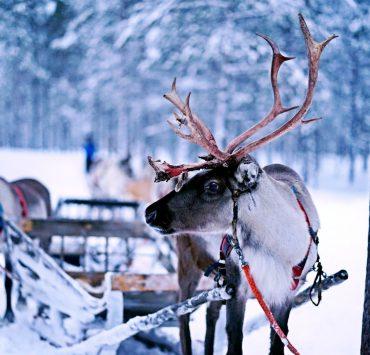 reindeer pulling sled