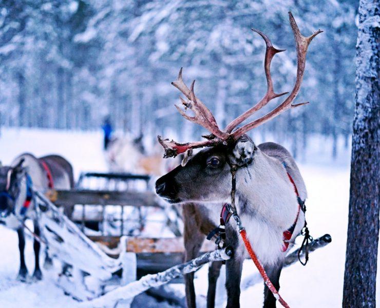 reindeer pulling sled