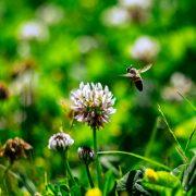 brown bee on white flower during daytime