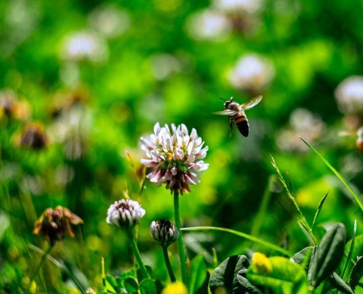 brown bee on white flower during daytime