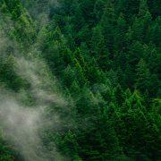 green pine trees during daytime