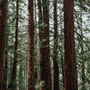 green forest trees