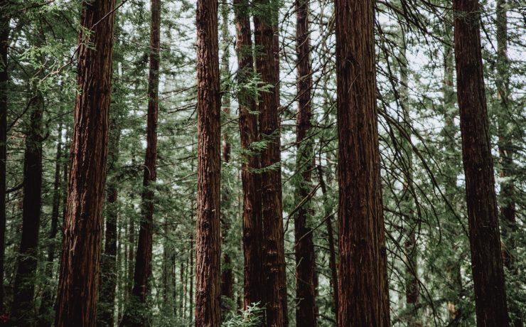 green forest trees