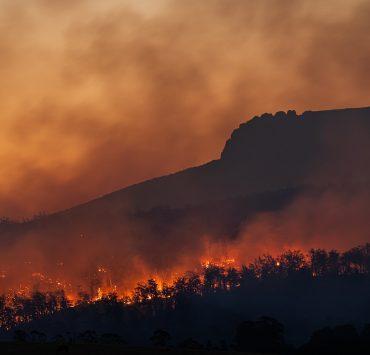 silhouette of trees during sunset