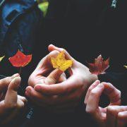 person's holding leaves during daytime