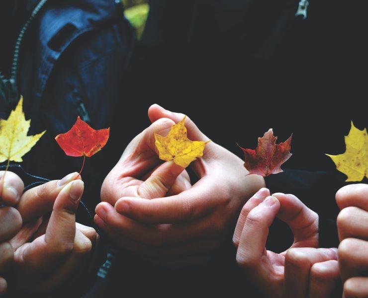 person's holding leaves during daytime