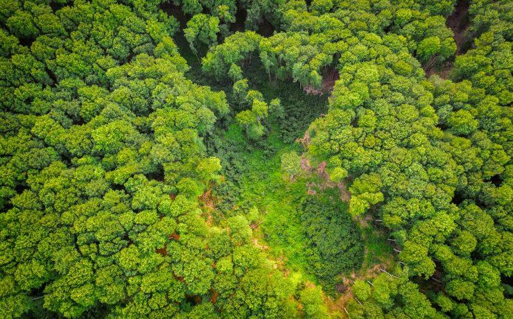 green and brown trees during daytime