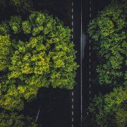 green trees on the forest during daytime