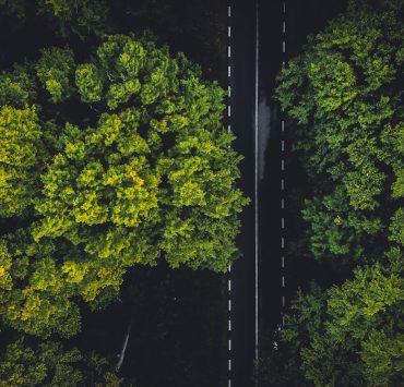 green trees on the forest during daytime