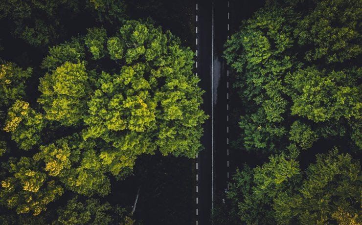 green trees on the forest during daytime