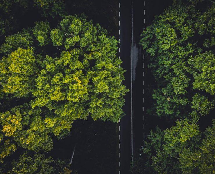green trees on the forest during daytime