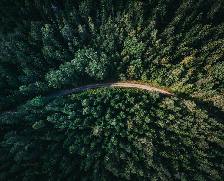 aerial shot of road surrounded by green trees