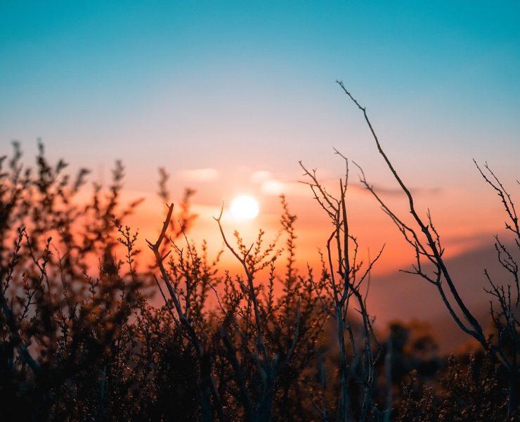 silhouette of plant during sunset