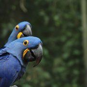 selective focus photography of two blue-and-yellow parrots