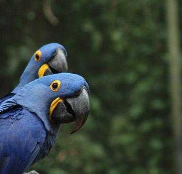 selective focus photography of two blue-and-yellow parrots