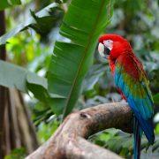 red green and blue parrot on brown tree branch during daytime