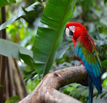 red green and blue parrot on brown tree branch during daytime
