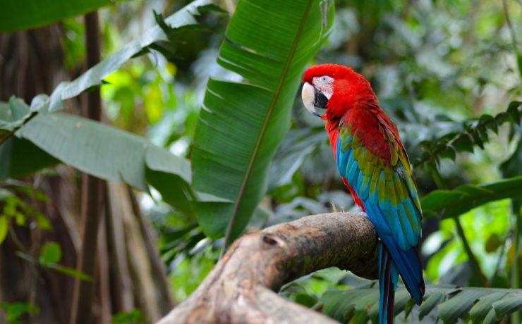 red green and blue parrot on brown tree branch during daytime