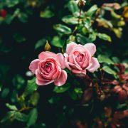 two pink flowers
