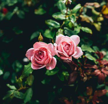 two pink flowers