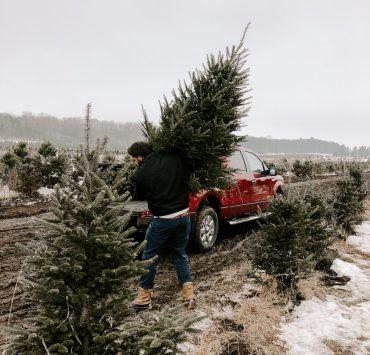 man carrying christmas tree
