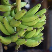 green banana fruit